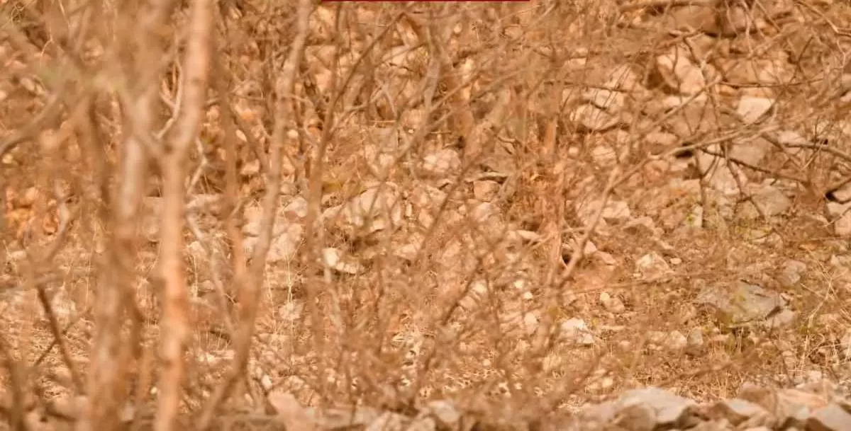 تست بینایی تشخیص پلنگ