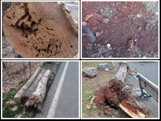 روایتی‌ جدید از درختان قطع‌شده سعدآباد + فیلم