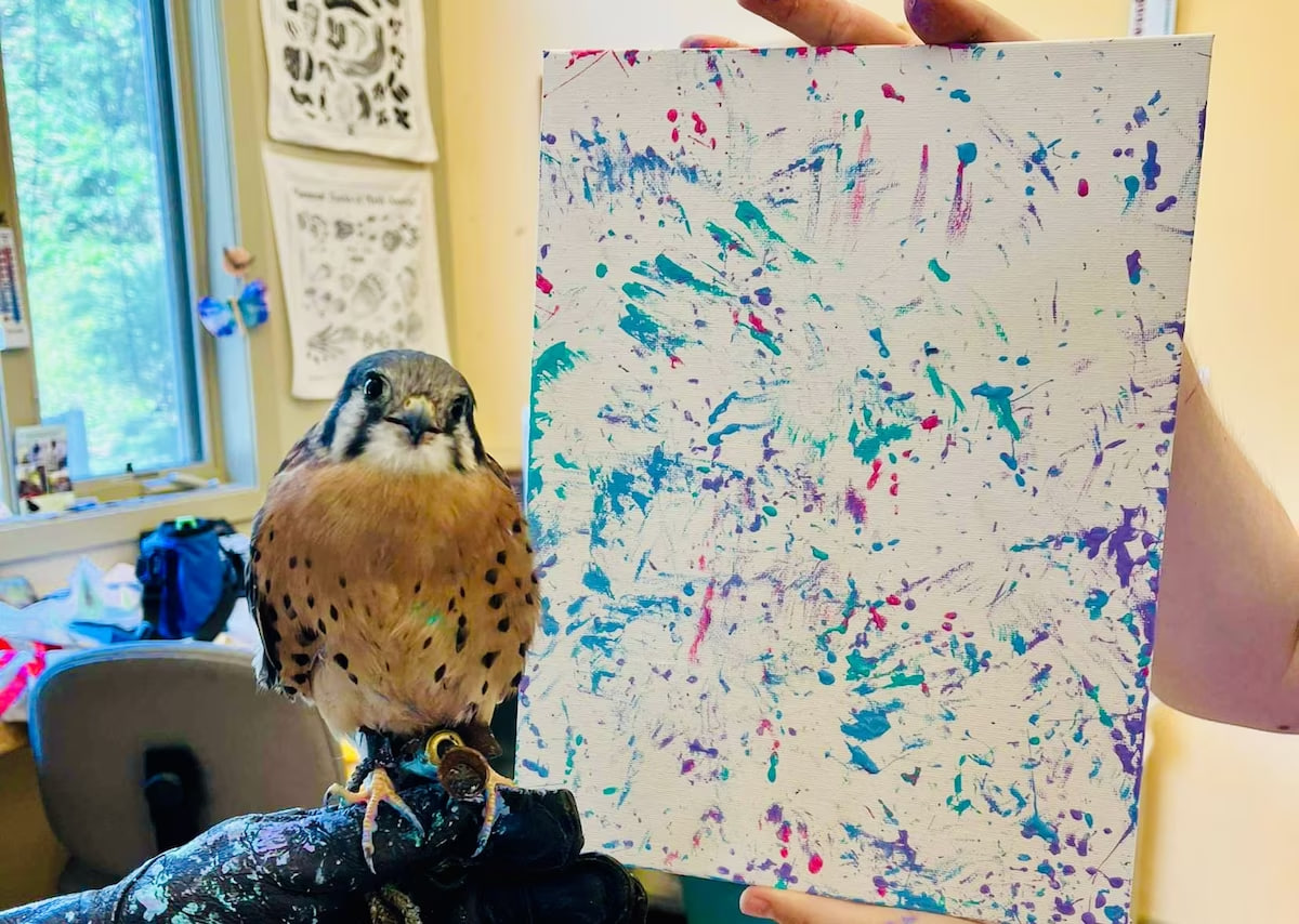 شاهینی که نقاشی می کند