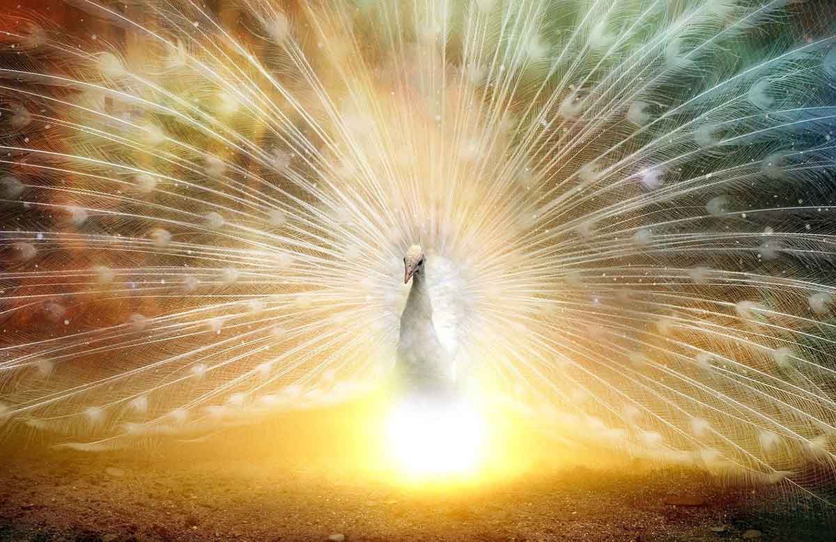 پرندگانی که نماد شانس و سعادت هستند!