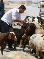 اعلام قیمت جدید دام زنده / قیمت گوسفند گران شد + جدول