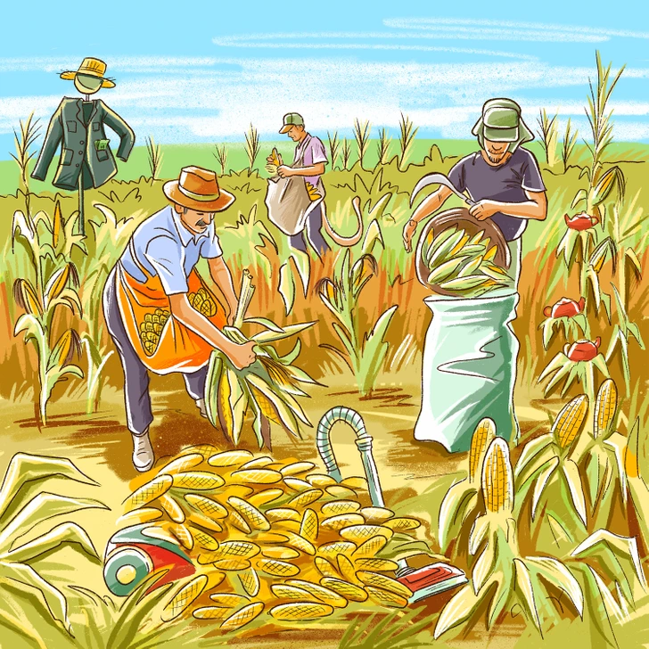 مزرعه ذرت و خطای دید