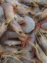 واکنش سازمان دامپزشکی به مرجوع میگوی صادراتی ایران به چین-راهبرد معاصر واکنش سازمان دامپزشکی به مرجوع میگوی صادراتی ایران به چین-راهبرد معاصر