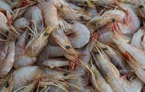 واکنش سازمان دامپزشکی به مرجوع میگوی صادراتی ایران به چین-راهبرد معاصر واکنش سازمان دامپزشکی به مرجوع میگوی صادراتی ایران به چین-راهبرد معاصر