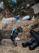 گربه‌ها هم به خط مقدم جنگ در اوکراین اعزام شدند! / عکس