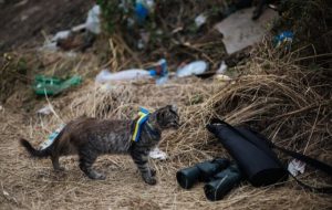 گربه‌ها هم به خط مقدم جنگ در اوکراین اعزام شدند! / عکس