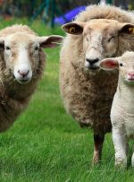 قیمت محصولات کشاورزی در تابستان ۱۴۰۲ / گوسفند زنده ۱۶۰ درصد گران شد!