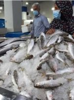 چرا صادرات ماهی کپور ایران لغو شد؟