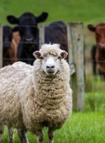 افزایش باور نکردنی قیمت گوسفند زنده