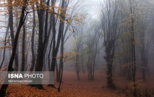 پاییز هزار رنگ در جنگل «النگدره»