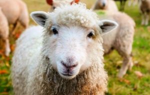 فوری؛ افزایش ناگهانی قیمت دام زنده در بازار تهران + جدول