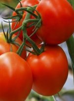 افزایش عرضه گوجه فرنگی در بازار-راهبرد معاصر