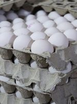تخم مرغ کمتر از نرخ مصوب عرضه می‌شود-راهبرد معاصر