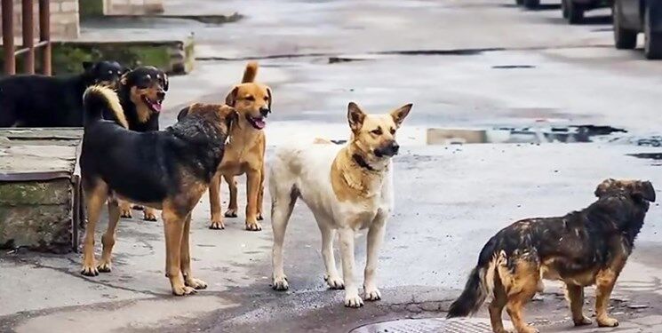 ازدحام سگ‌های ولگرد در کرج / از دیدن این فیلم شوکه می‌شوید!