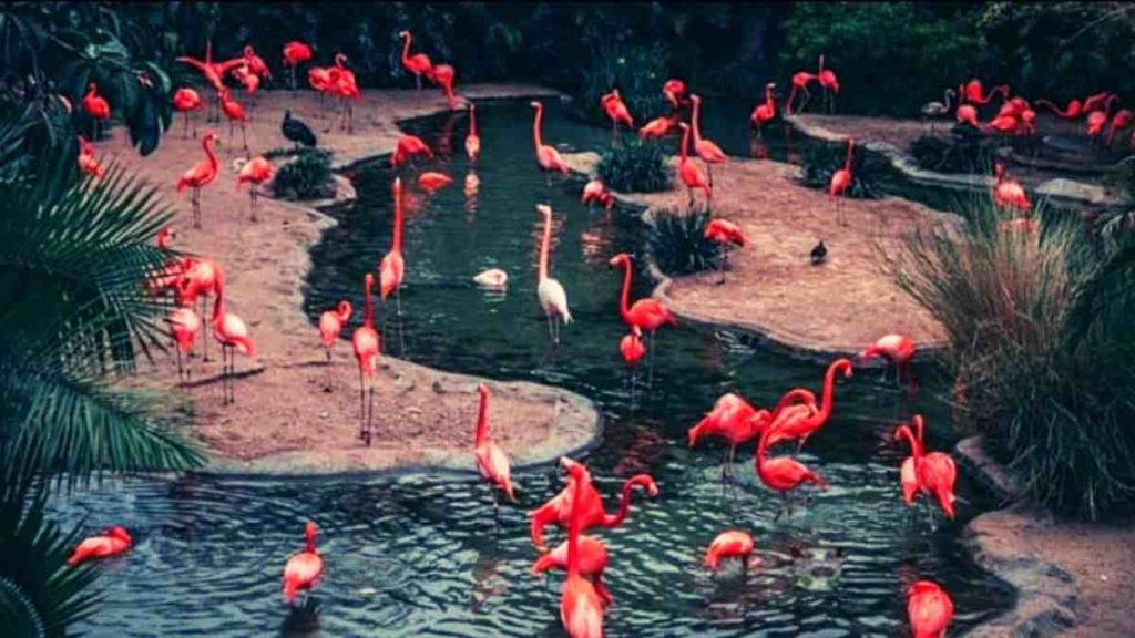 اسب آبی کجاست؟