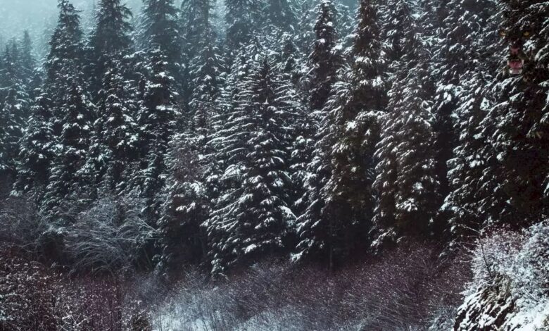 تست بینایی پلنگ سیاه