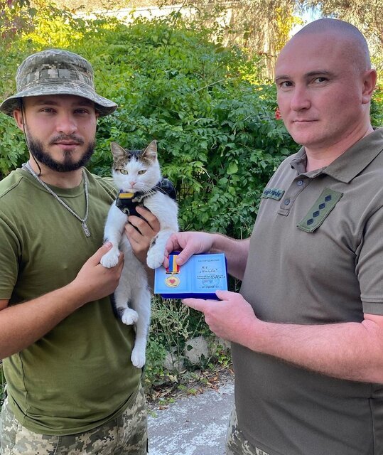 گربه‌ها هم به خط مقدم جنگ در اوکراین اعزام شدند!/عکس
