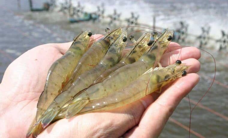 ​چین میگوی صادراتی ایران را پس فرستاد! + فیلم