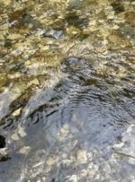 آزمون مار پنهان: اگر بتوانید مار پنهان شده در رودخانه را پیدا کنید، بینایی عالی دارید!