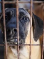 تصویب قانون ممنوعیت تجارت گوشت سگ در کره جنوبی و نه خوردن آن!