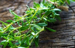 این گیاه تند و تابستانی به کار سلامت شما می آید! این گیاه تند و تابستانی به کار سلامت شما می آید!