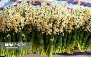 جشنواره گردشگری گل نرگس سمنان برگزار می‌شود