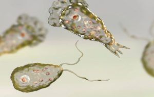 آمیب مغزخوار؛ همه‌چیز درباره این عامل بیماری‌زای کشنده