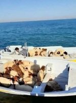 اقدام عجیب قاچاقچیان/ برای فرار از جریمه گوسفندهای زنده را به دریا ریختند