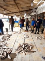ویدیو/ بندر ترکمن؛ اینجا ماهی‌ها را چوب می‌زنند