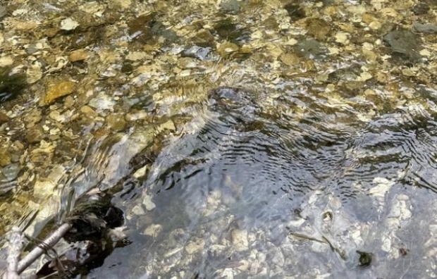 آزمون مار پنهان