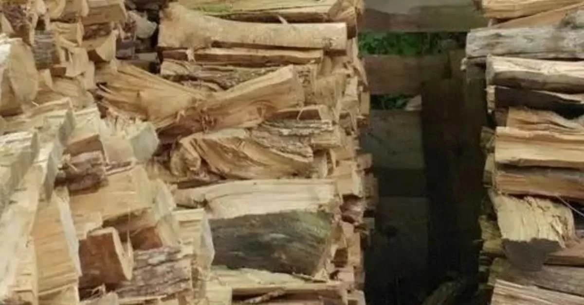 گربه زرد کجاست؟