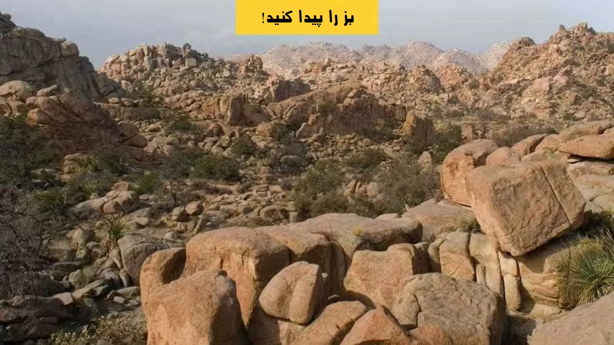 بز را پیدا کنید