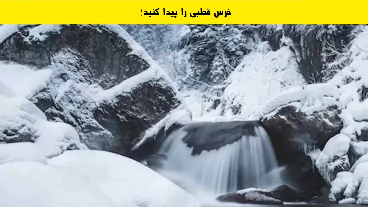 تصویر آزمون یافتن خرس قطبی