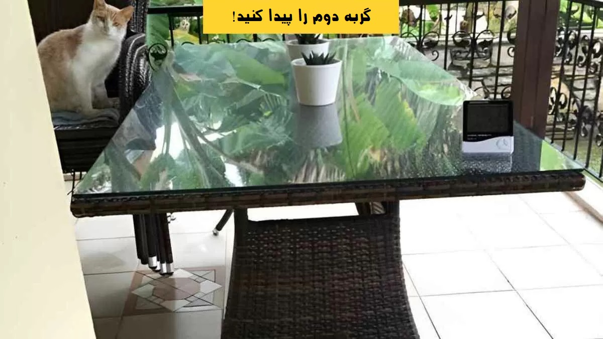 گربه را بیابید