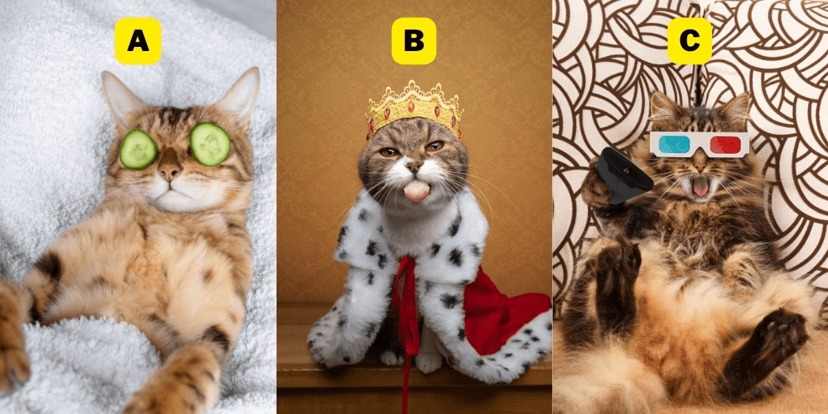 تست شخصیت شناسی گربه