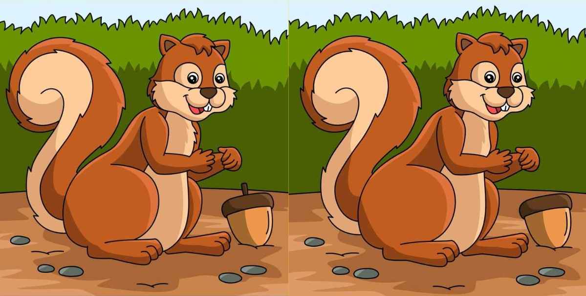 تصاویر سنجاب ها