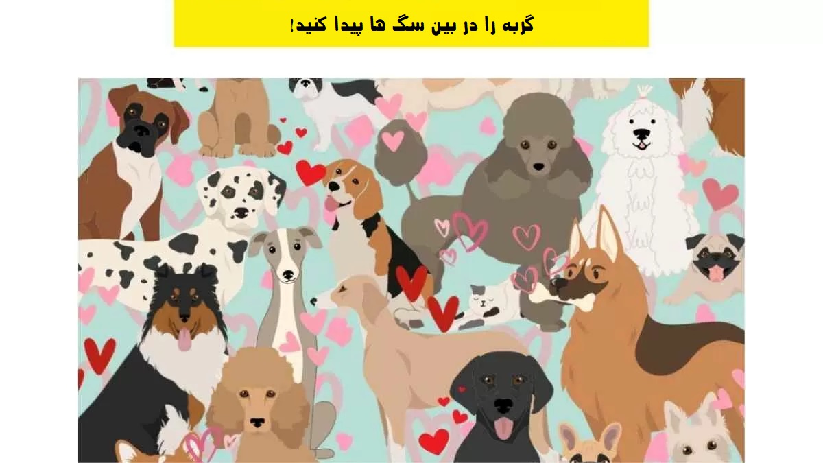 پیشی را پیدا کنید