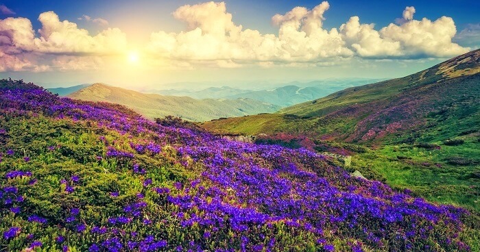 نیلاکورینجی