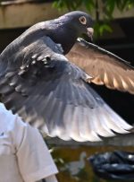 کبوتر مظنون به جاسوسی چین آزاد شد/ عکس
