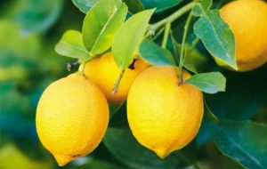 فواید لیمو برای سلامتی – ایسنا