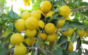 ۱۱ دلیل برای اینکه بدانید باید لیمو را در رژیم غذایی‌تان قرار دهید؟