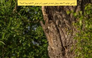 تست بینایی: آیا می توانید 3 جغد پنهان شده در تصویر را در عرض 6 ثانیه پیدا کنید؟