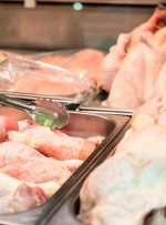 جدیدترین قیمت گوشت مرغ در بازار / یک بسته نیم کیلویی گوشت چرخ کرده چند شد؟