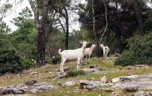 اگه گرگ رو در 7 ثانیه پیدا کردی به خودت بگو تیزبین!