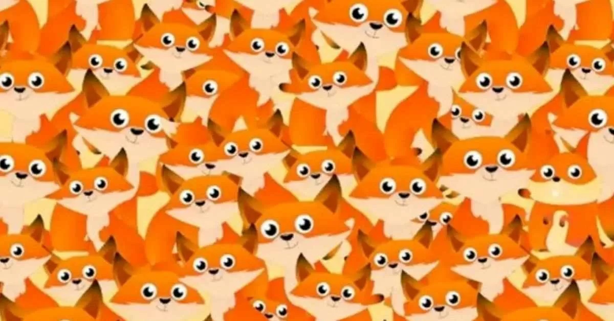 سنجاب را پیدا کنید