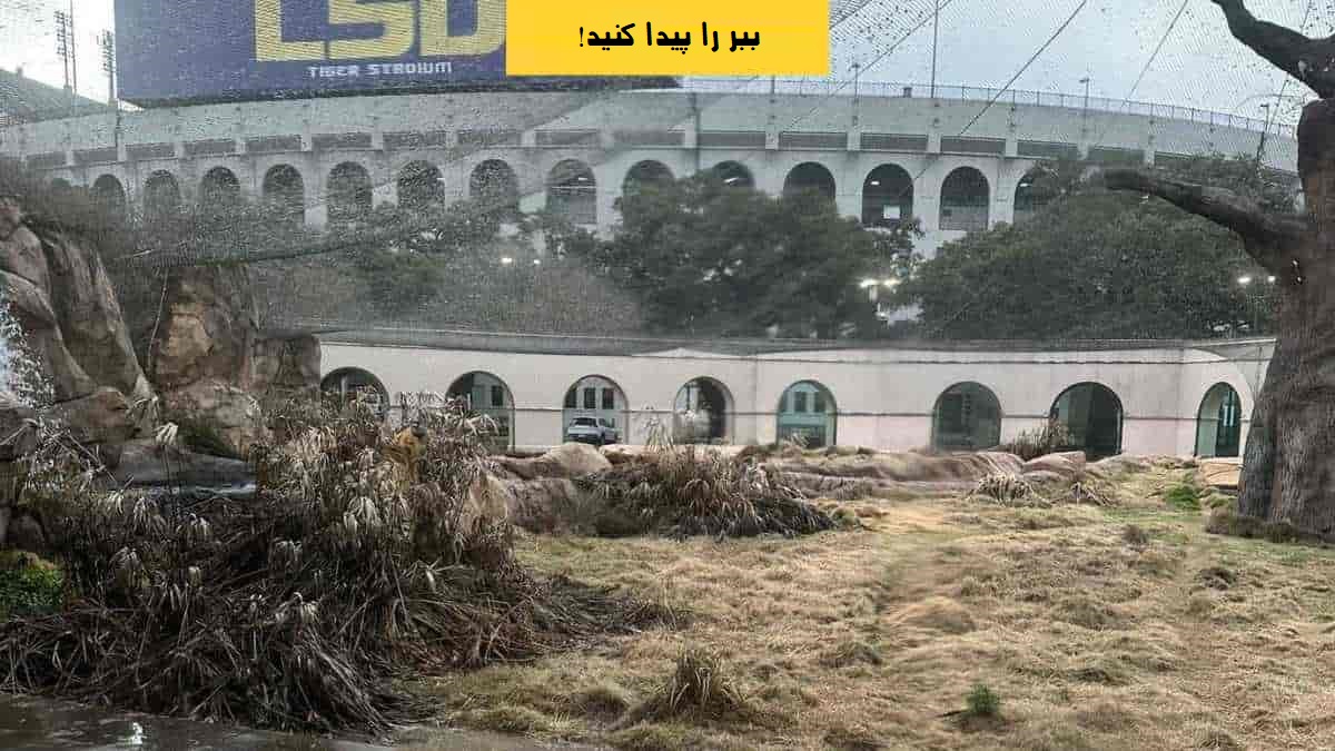 ببر استتار شده را پیدا کنید