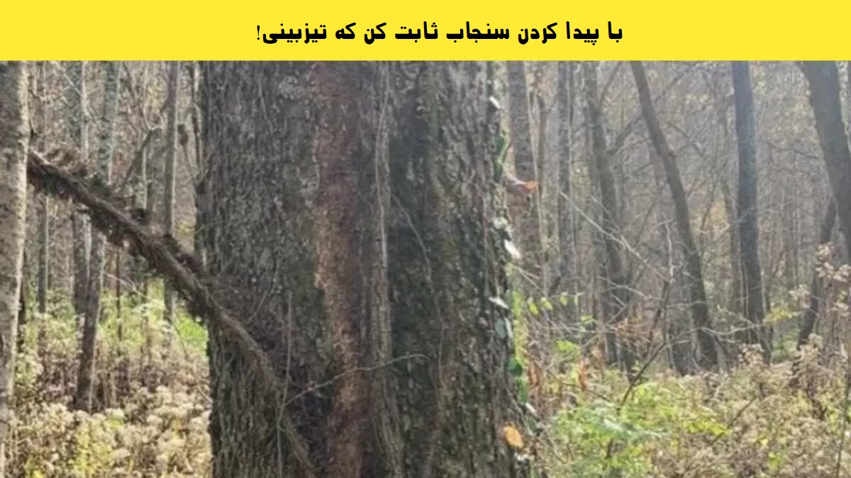 سنجاب را پیدا کنید