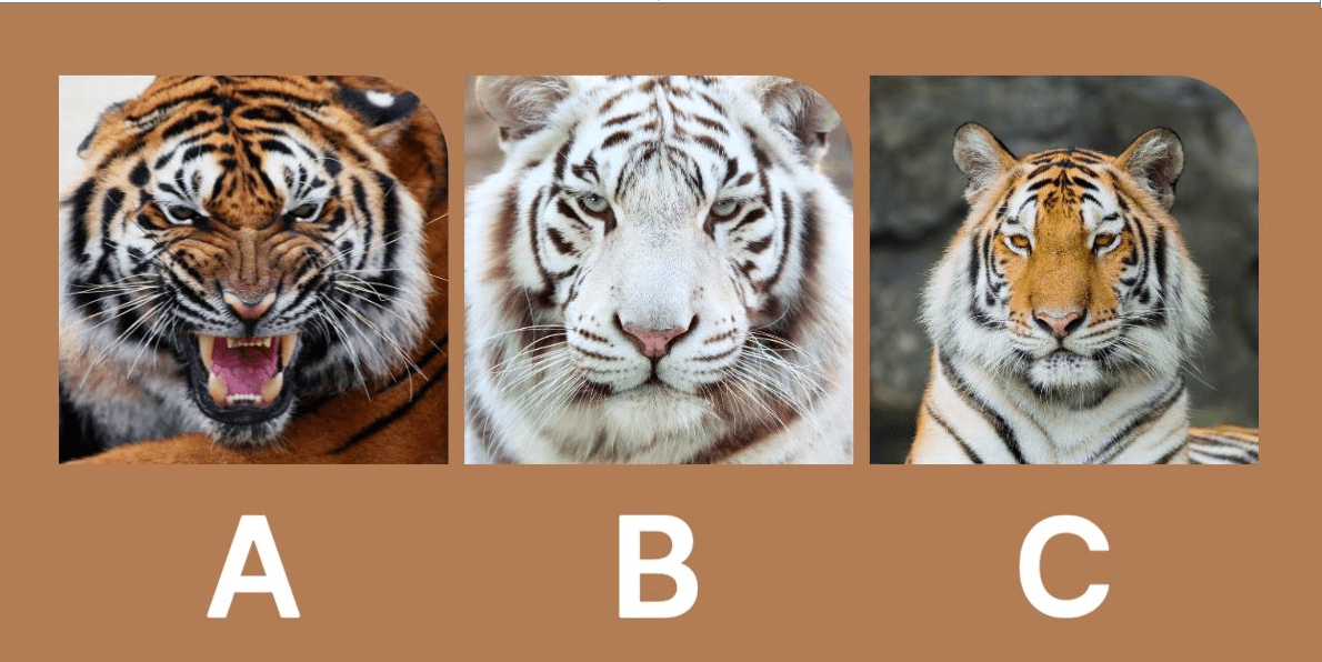 تست شخصیت شناسی: بی نظم یا دقیق