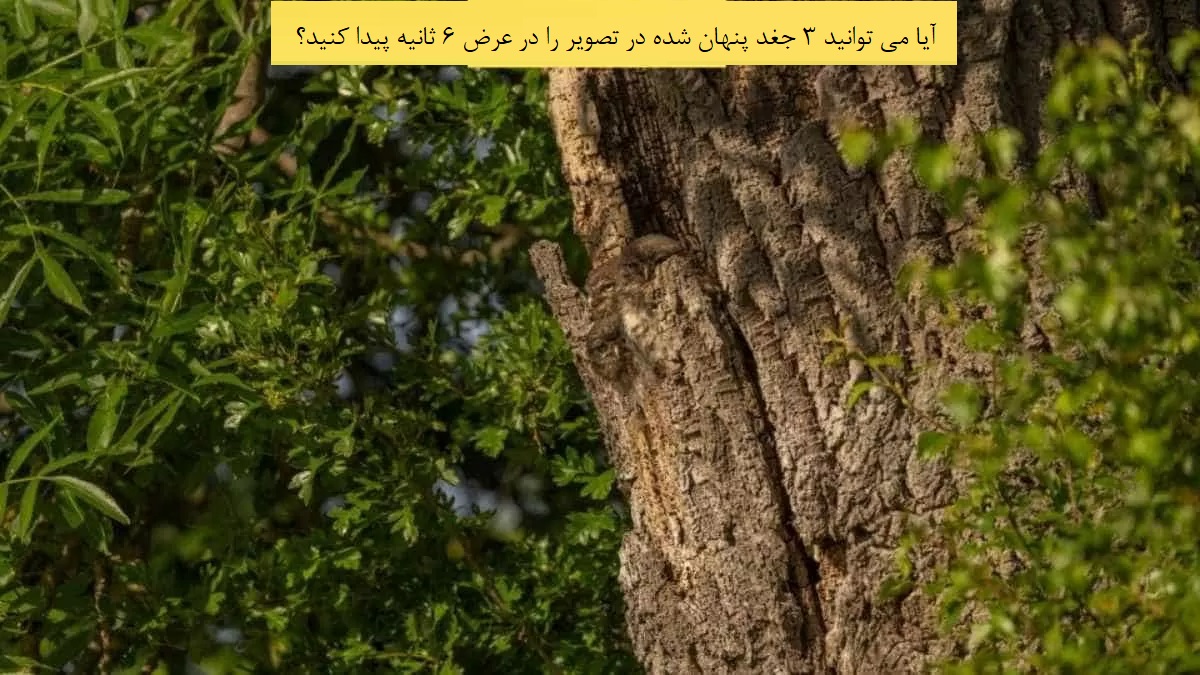 3 جغد را پیدا کنید