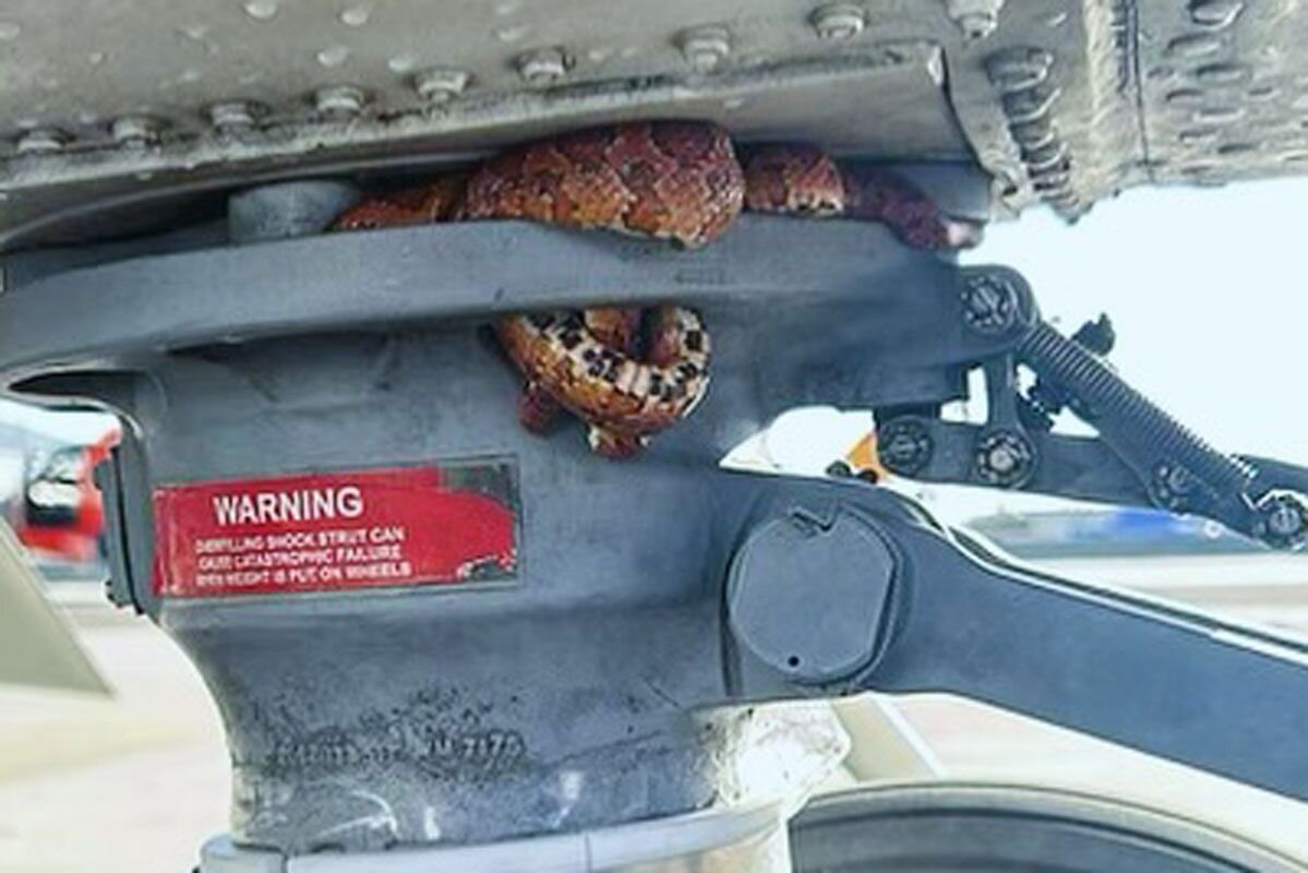 تصویری از مار ذرت، مسافر قاچاقی هلی‌کوپتر